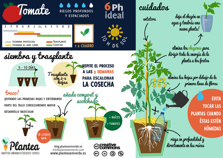 10 consejos para cultivar tomates